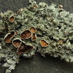 Punctelia bolliana