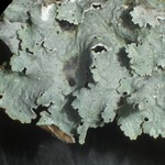 Punctelia bolliana