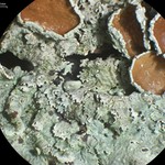 Punctelia bolliana