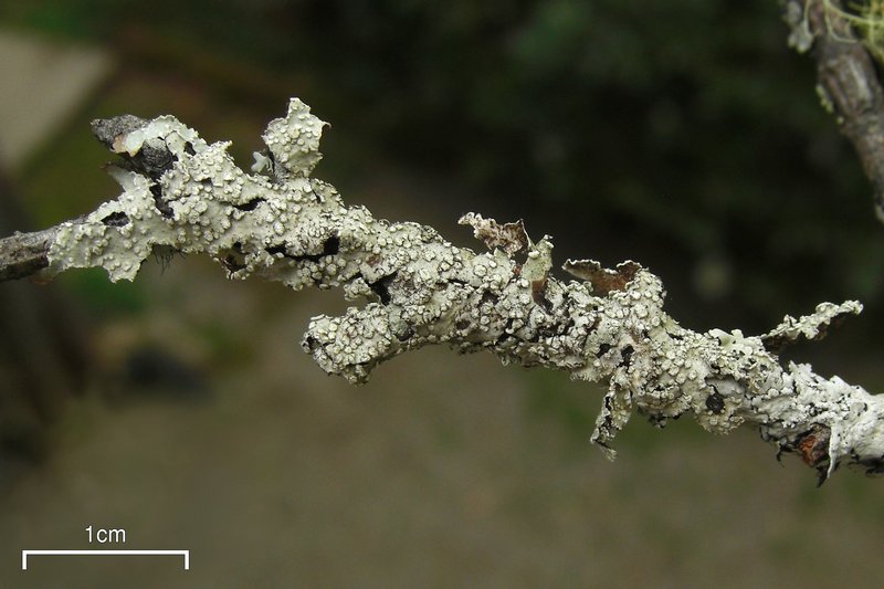 Punctelia caseana