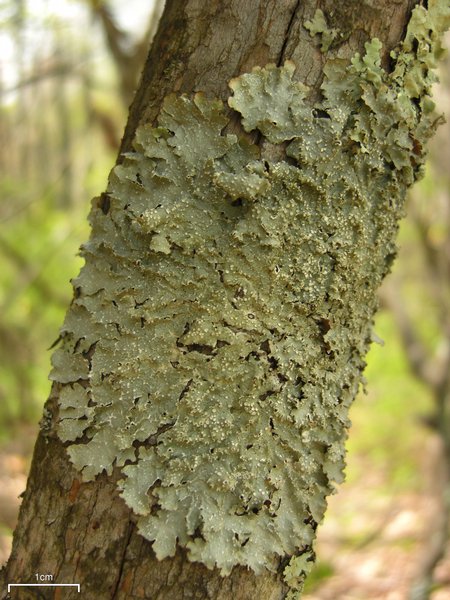 Punctelia caseana