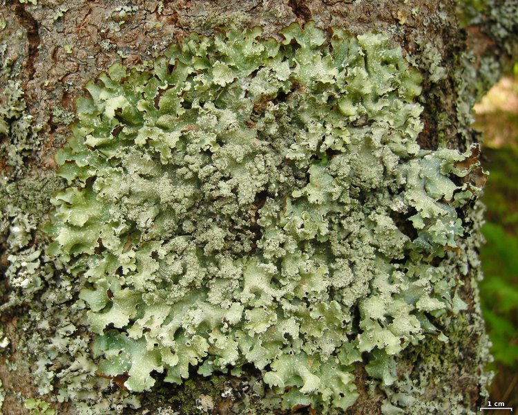 Punctelia caseana