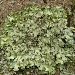 Punctelia caseana