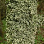 Punctelia caseana