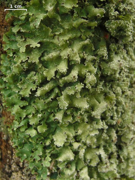 Punctelia caseana