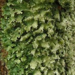Punctelia caseana