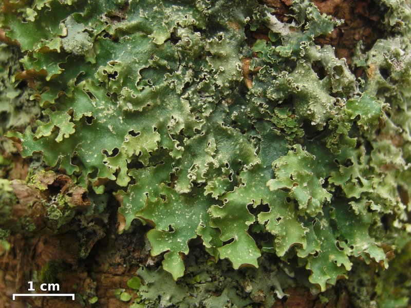 Punctelia caseana