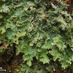 Punctelia caseana