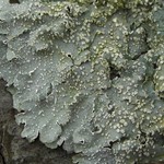 Punctelia caseana