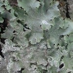 Punctelia caseana