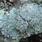 Punctelia graminicola