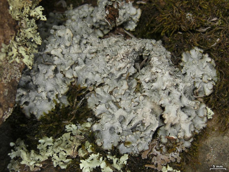 Punctelia graminicola