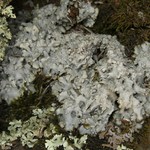 Punctelia graminicola