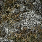 Punctelia graminicola