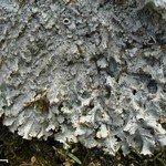 Punctelia graminicola