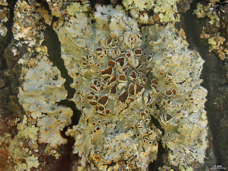 Punctelia hypoleucites
