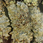Punctelia hypoleucites