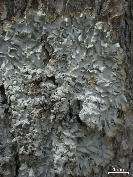 Punctelia hypoleucites