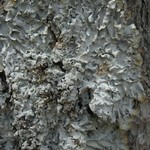 Punctelia hypoleucites