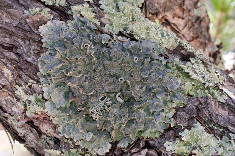 Punctelia hypoleucites