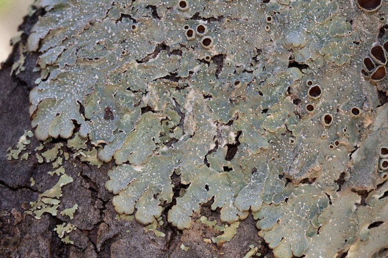 Punctelia hypoleucites