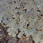 Punctelia hypoleucites