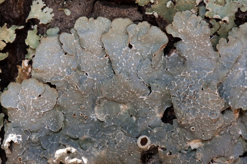 Punctelia hypoleucites