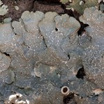 Punctelia hypoleucites