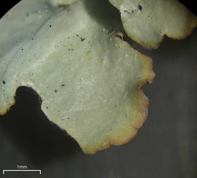 Punctelia jeckeri