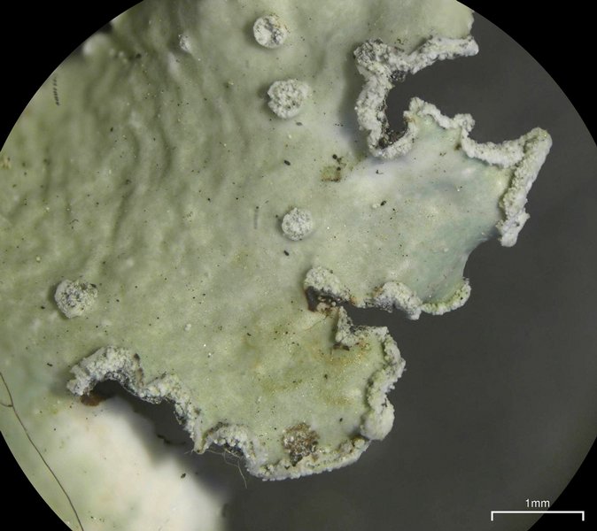 Punctelia jeckeri