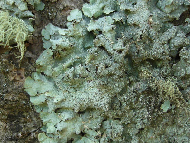 Punctelia jeckeri