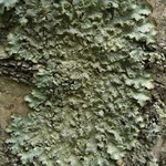 Punctelia jeckeri