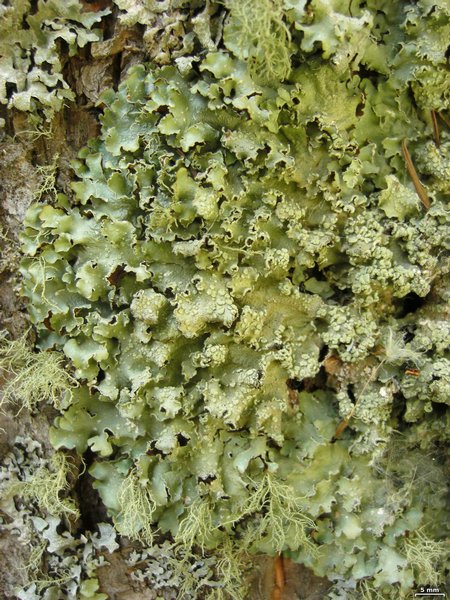 Punctelia jeckeri
