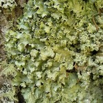 Punctelia jeckeri