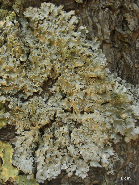 Punctelia jeckeri