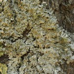 Punctelia jeckeri