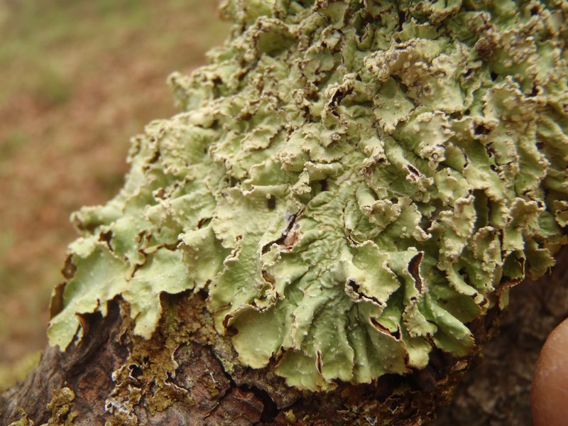 Punctelia jeckeri