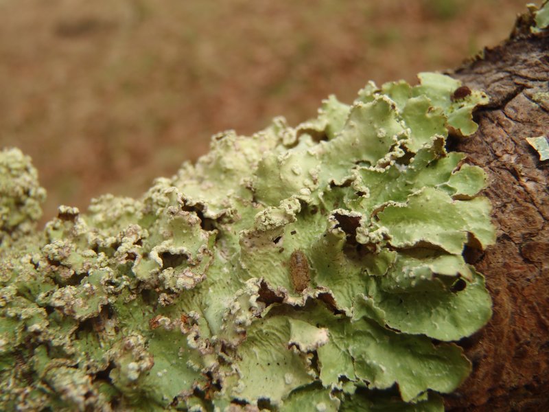 Punctelia jeckeri