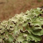 Punctelia jeckeri