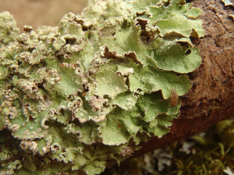 Punctelia jeckeri