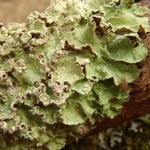 Punctelia jeckeri