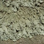Punctelia missouriensis