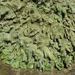 Punctelia missouriensis