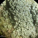 Punctelia missouriensis