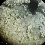 Punctelia missouriensis