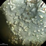 Punctelia missouriensis