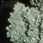 Punctelia perreticulata