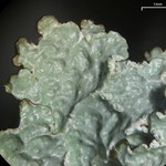 Punctelia perreticulata