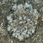 Punctelia punctilla