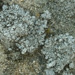Punctelia punctilla